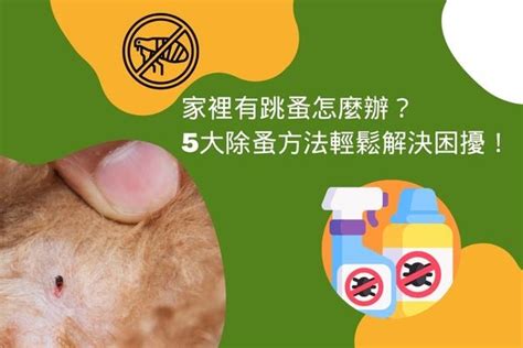 蚤梳使用方法|家裡有跳蚤怎麼辦？5大除蚤方法輕鬆解決困擾